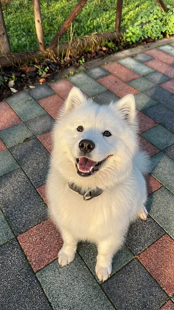 Luna, Samoyed · 5 yrs