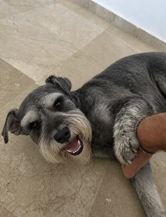Bruno, Giant Schnauzer · 11 yrs