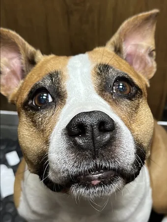 Doris, Staffordshire Terrier · 7 yrs