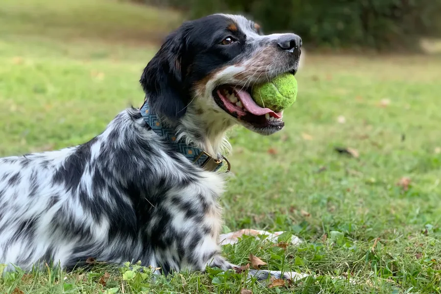 The working or sporting dog