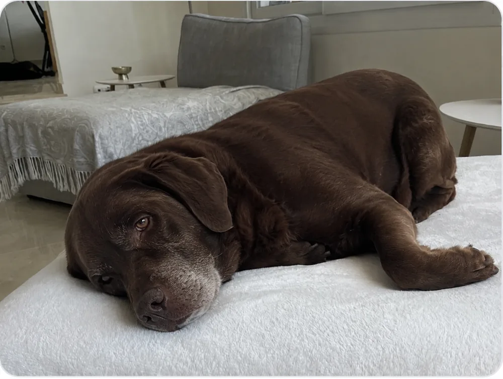 An older brown Labrador resting peacefully on a blanket at home